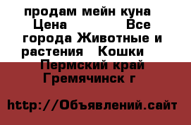 продам мейн куна › Цена ­ 15 000 - Все города Животные и растения » Кошки   . Пермский край,Гремячинск г.